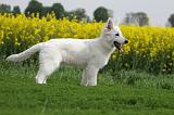 BERGER BLANC - PUPPIES 319
